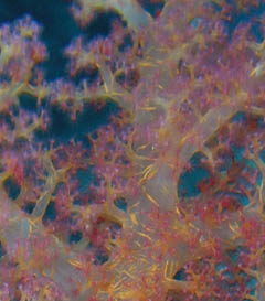 Dendronephthya sp. at Caves Reef