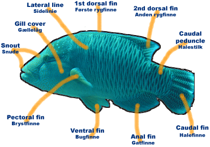 Fish ID chart with a Napoleon wrasse