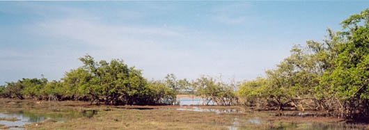 The mangrove in the south is one of the largest flamingo reservations in the world
