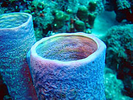 A typical purple Tube sponge (Aplysina sp.)