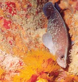 Soapfish in a bed of Orange cup corals