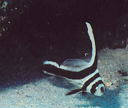 Juvenile Spotted drum. Photo by Bernie Eccleston