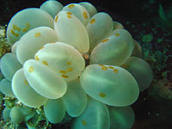 Ascidian with tiny crab