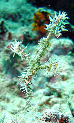 Harlequin ghost pipefish