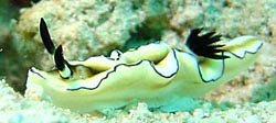 Glossodoris atromarginata