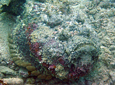 The stonefish from the jetty reef