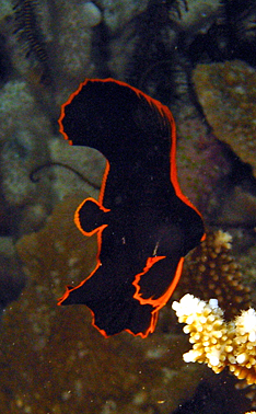 A beautiful juvenile Dusky batfish