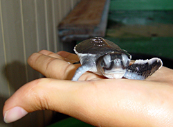4-day old baby green turtle in Lene's hand