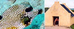 Spotted trunk fish and slave huts down south