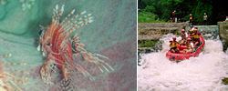 Spotfin lionfish and White water rafting