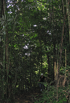 Lene through the jungle in Gunung Leuser National Park