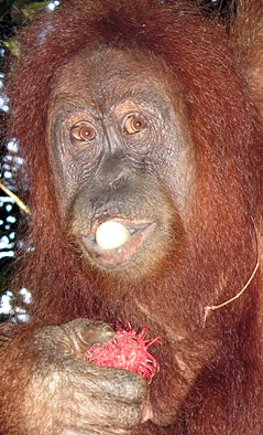 Orang-utan eating rambutan