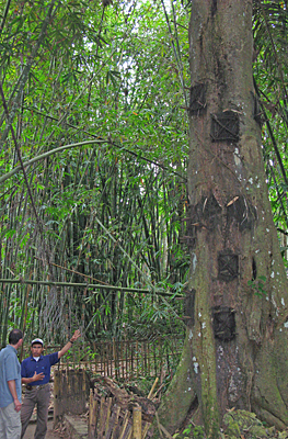 Tree for small dead children at Kambira, Tana Toraja