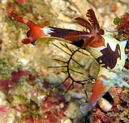 Lene's 2nd fave shot of the Nembrotha chamberlaini