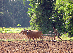 Ploughing is still hard labour in most places on Lombok