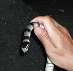 A real live two-banded sea snake