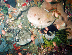 Pufferfish at Circus Critter