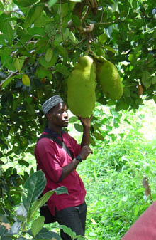 Spice Guide Makim with a couple of jackfruits