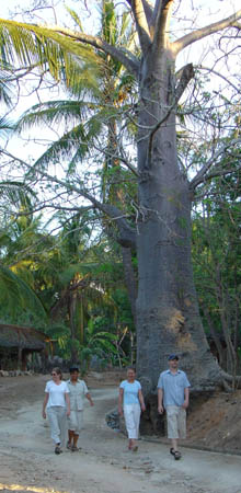 Sophie, Lene, Ingeborg and Mikkel by the Baobab on the hill