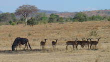 Wildebeast and impalas