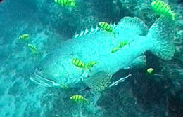 Giant grouper with Golden trevallies (juv.), The Monoliths