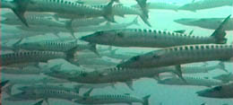 Blackfin barracudas, Namponda Corner