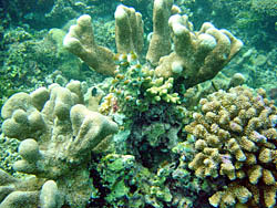 Hard corals from dive site Turtle Parade