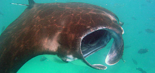 Hungry Giant manta ray at Sangalaki Island