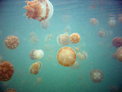 Jellyfish in the lake on Kakaban Island
