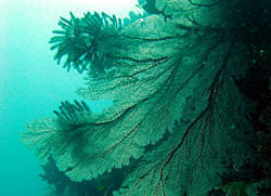 Fan corals at Barracuda Point at Kakaban Island