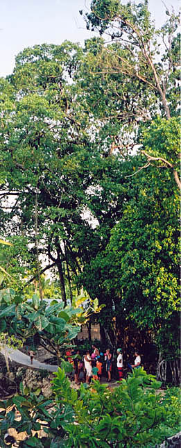 Visit to Maratua Island. Note flying foxes in the top of the tree.