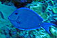 Blue tang surgeonfish 
