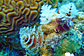 Christmastree worms and brain coral