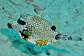 Smooth trunk fish
