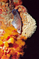 Soapfish and Orange cup corals