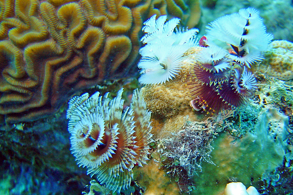 Christmastree worms and Brain coral