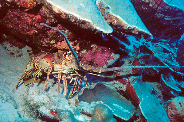 Painted rock lobster