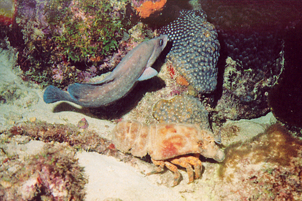 Greater soapfish and Slipper lobster