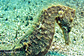 Black Spotted seahorse