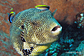 Map puffer with cleaner wrasse