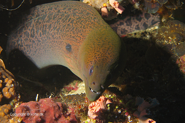 Giant moray curling up