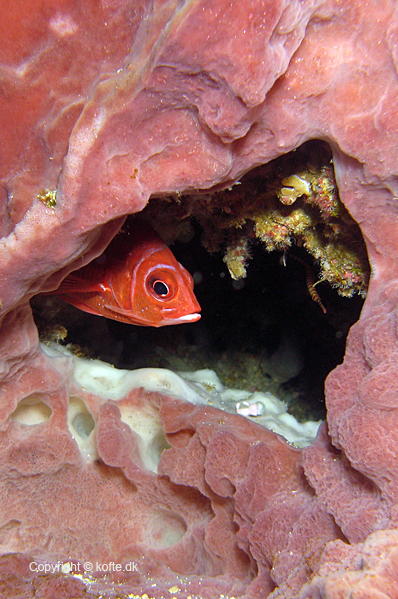 Silverspot squirrelfish in a hole