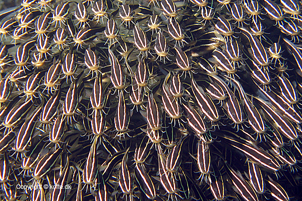 Striped eel catfish churning onwards