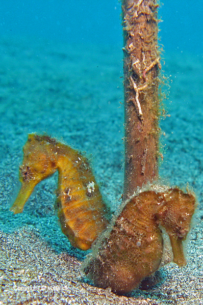 Pregnant Spotted seahorse