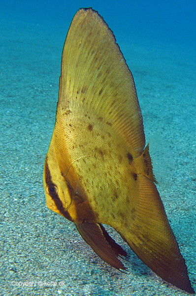 Teenage Orbicular batfish