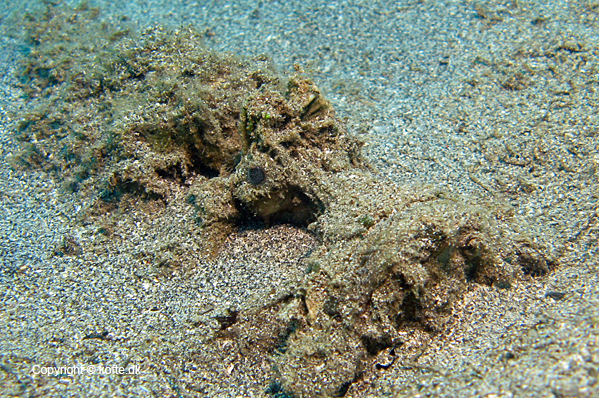 A former Stonefish