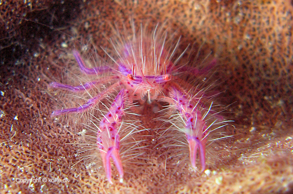Hairy squat lobster