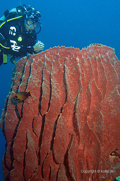 Lene and a giant Barrel sponge