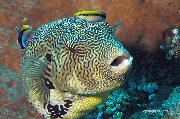 Map puffer with two Bluestreak cleaner wrasse