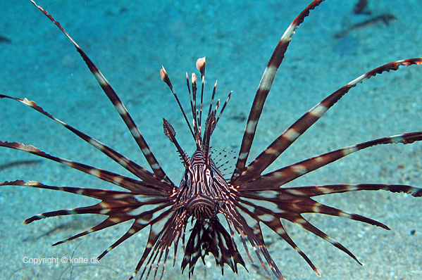 Red lionfish in stealth mode